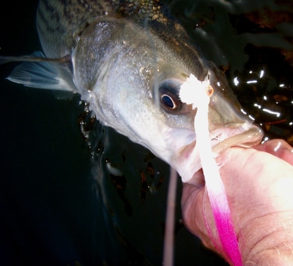 Kent Island Fly Fishing Chesapeake Light Tackle