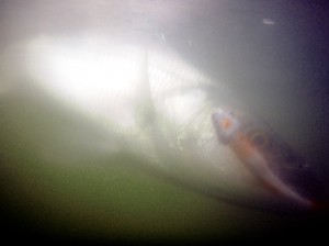 underfish
