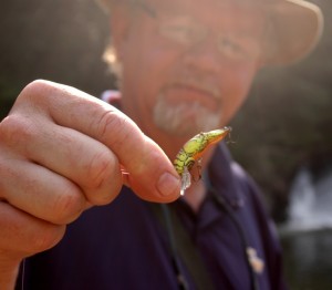 crawdad