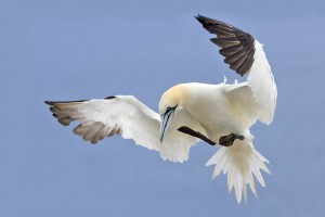 Northern_Gannet_2006_2