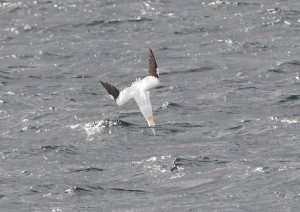 gannet dive