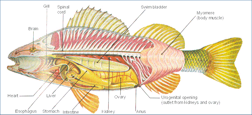 Fizzing Fish