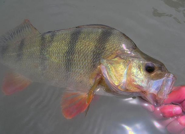 perch swim bladder