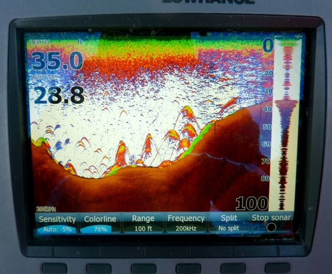 Fizzing Fish