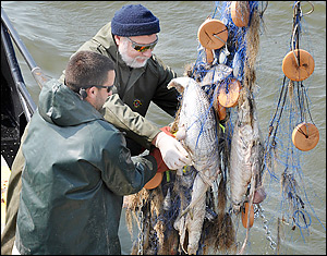 Maryland – The Poaching State - Chesapeake Light Tackle