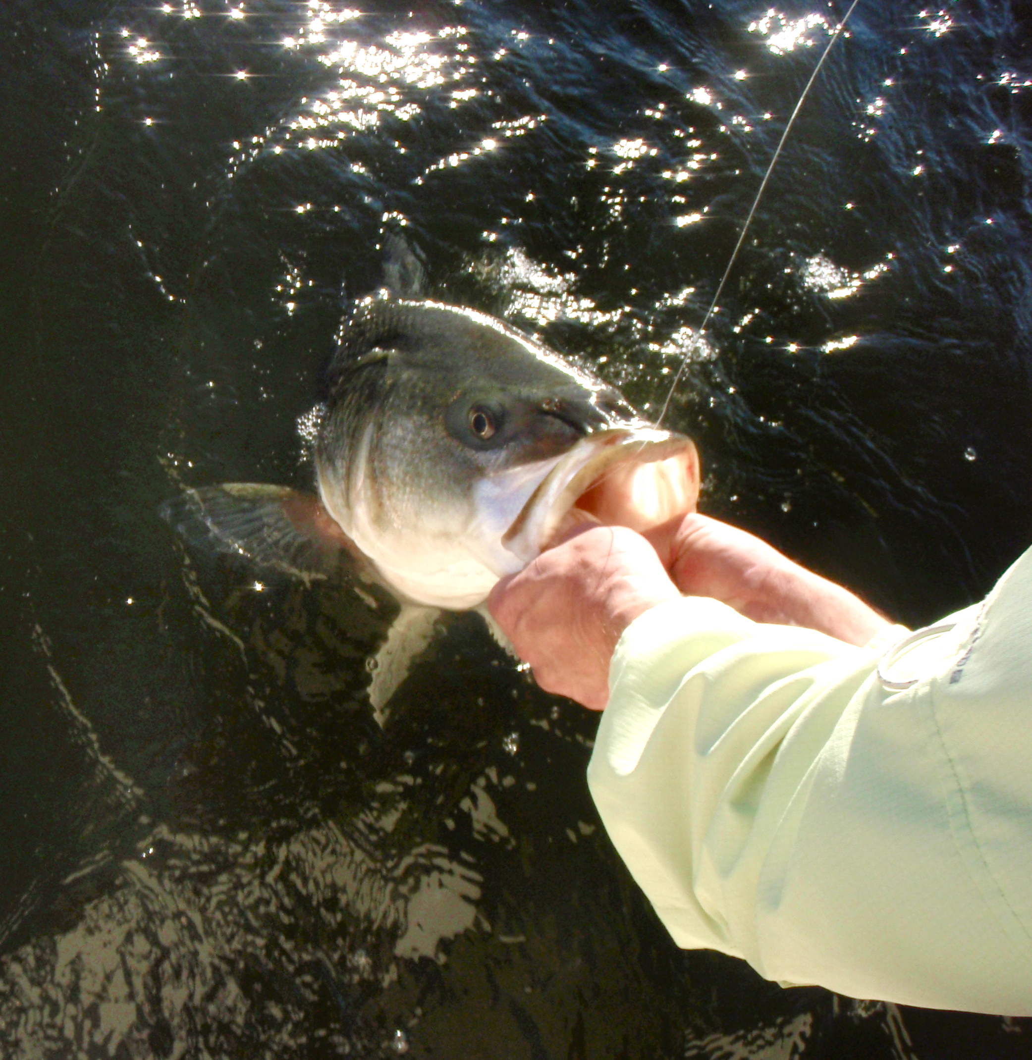 Crappie Management - Chesapeake Light Tackle