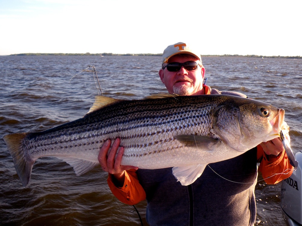 8 Scents to Attract Striped Bass - On The Water