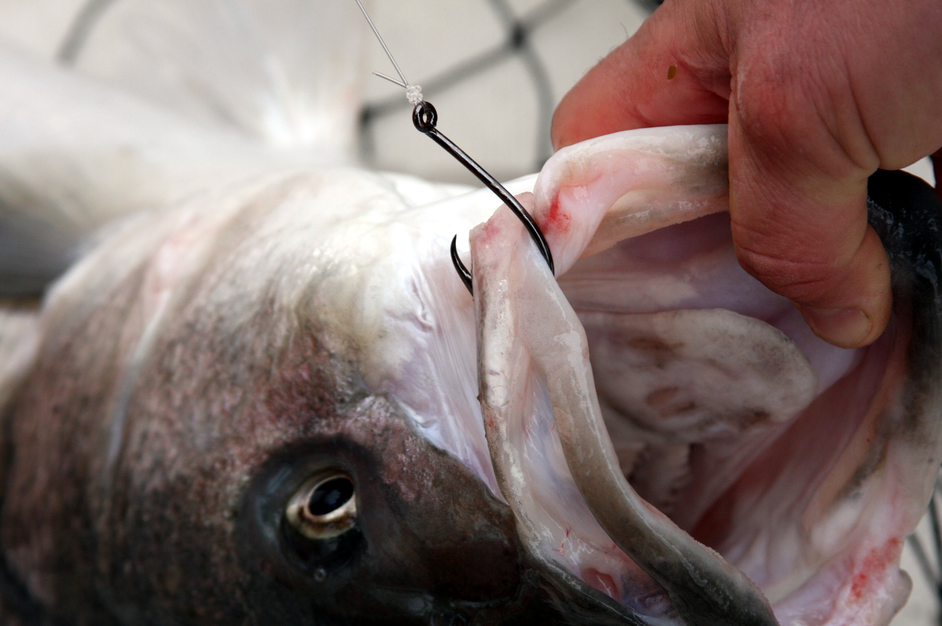 striped bass - Chesapeake Light Tackle