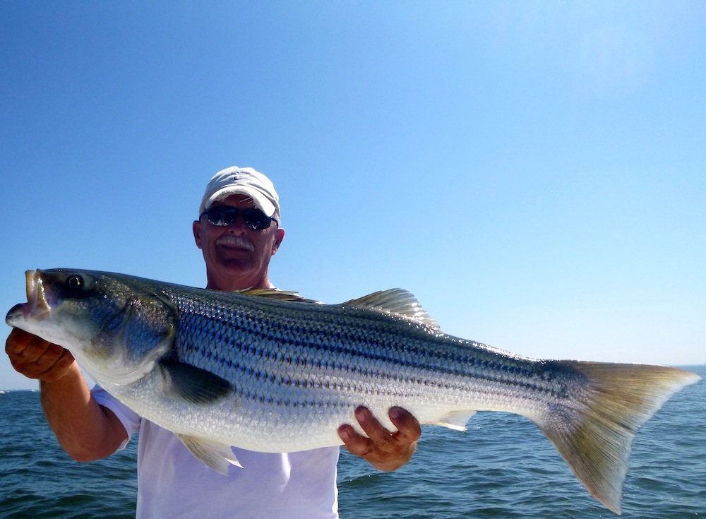 poplar island - Chesapeake Light Tackle