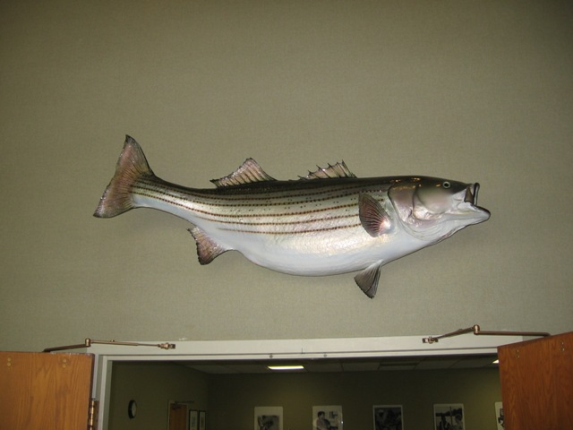 Five Facts You Probably Don't Know About Striped Bass - Chesapeake Light  Tackle