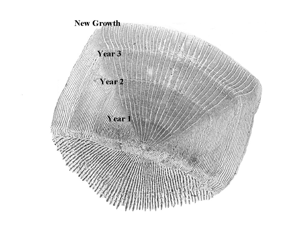 five-facts-you-probably-don-t-know-about-striped-bass-chesapeake-light-tackle