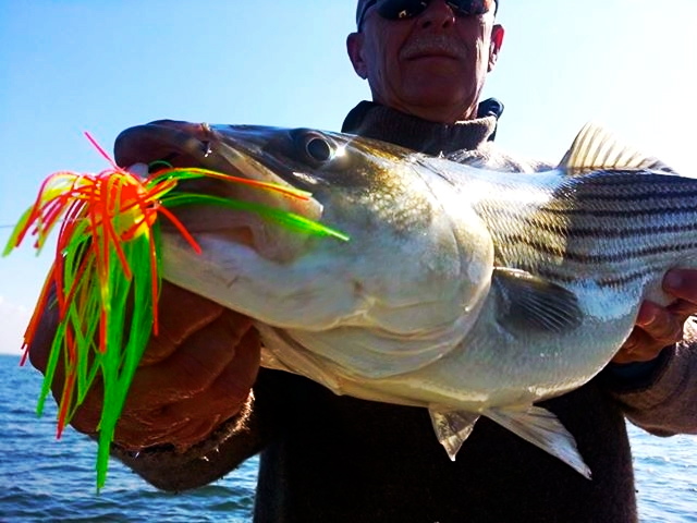 BKD Lures