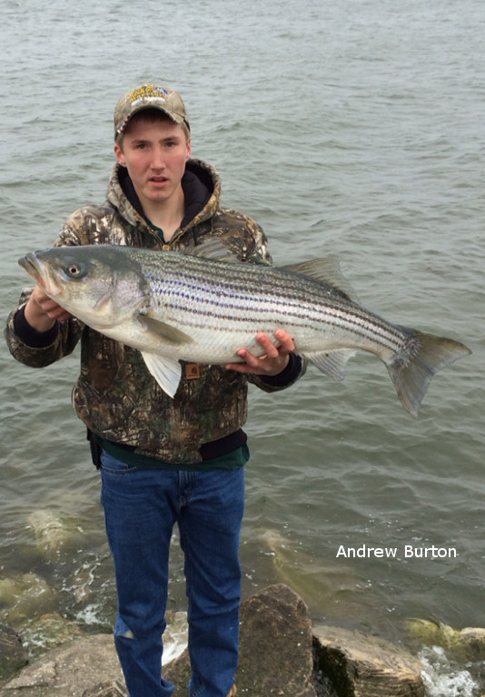 8 Tips for Striper Fishing From Shore | Chesapeake Light Tackle