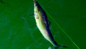 shad1