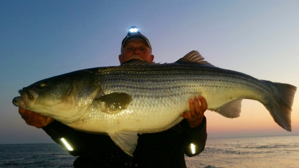 fifty pound rockfish Chesapeake Light Tackle